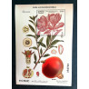 Flora, ilustración botánica 2022