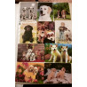 Animales